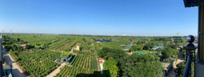 26442x Panorama green view studio